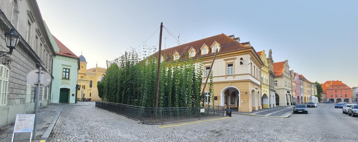 Žatec: Nejmenší chmelnice ve střední Evropě – kousek venkova uprostřed náměstí