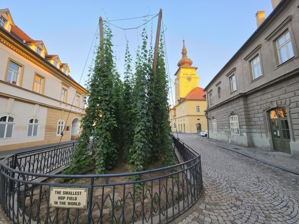 Chmelnička Žatec
