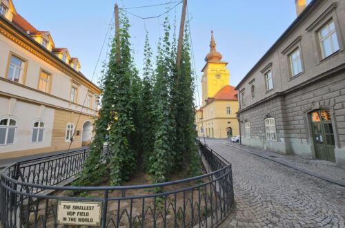 Chmelnička Žatec